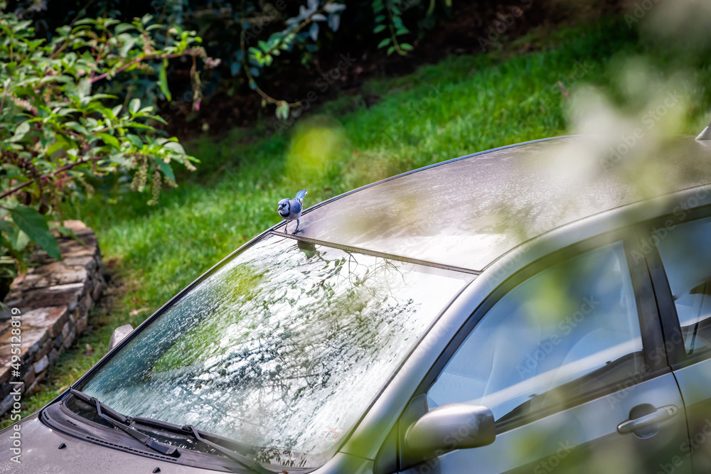 Obraz premium High angle above view of beautiful colorful blue jay, Cyanocitta cristata, bird perched on car roof in Virginia