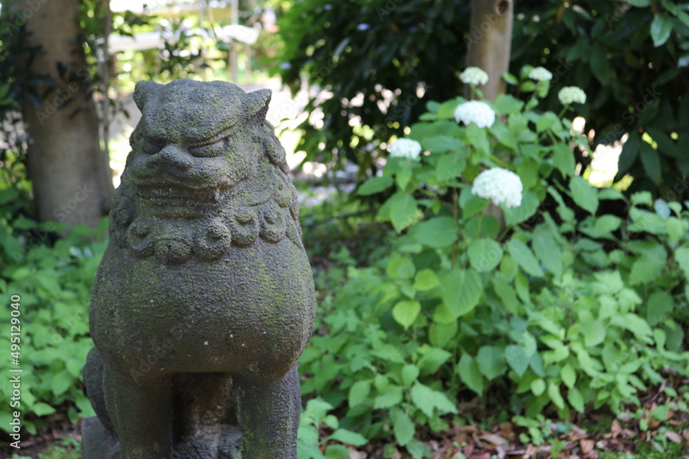 Obraz premium 狛犬