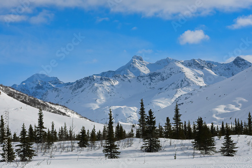 Snow covered mountains with spruce forest
