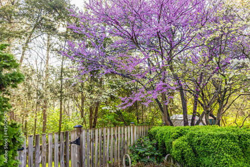 Idyllic fairy tale garden in Virginia with wooden fence gate entrance by green bushes and redbud purple spring springtime flowers on tree blooming with sunny sky photo