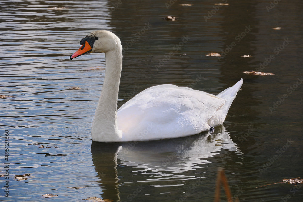 Naklejka premium white swan swims on a lake on a spring day