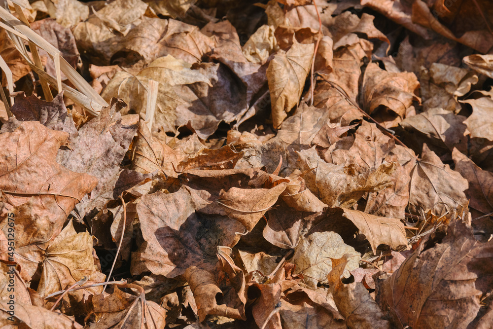 Dry yellow leaves fallen background. leaves on ground in beautiful fall park. Nature macro leaf background. Spring day. Dry yellow leaves fallen background. leaves on ground in beautiful fall park. Nature macro leaf background. Spring day.