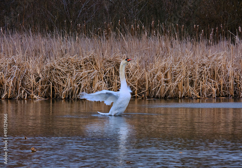 White swan ready to take off with wings spread on lake. Spring day.