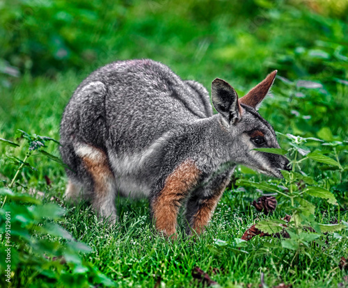 Yellow-footed rock wallaby on the lawn. Latin name - Petrogale xanthopus