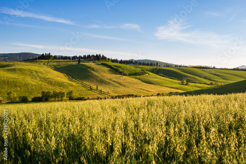Unique green landscape in Volterra Valley  Tuscany  Italy. Scenic dramatic sky and sunset light over cultivated hill range and cereal crop fields. Toscana  Italia.
