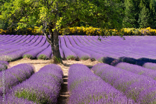 Provence lavender field in Summer near village of Aurel. Vaucluse in the Provence-Alpes-Cote d'Azur Region, France