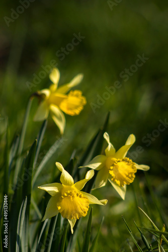 the daffodil flowers in a park
