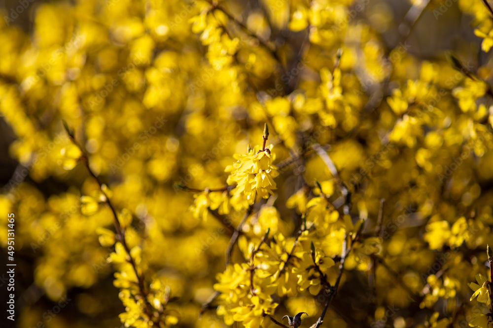 żółty krzew wiosenny forsycji w zbliżeniu - obrazy, fototapety, plakaty 