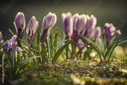 wiosenne kwiaty krokusy fioletowe w ogrodzie