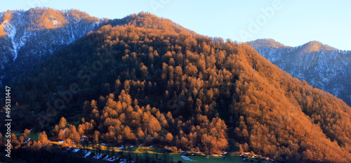 Yellow trees in the mountains at sunset.