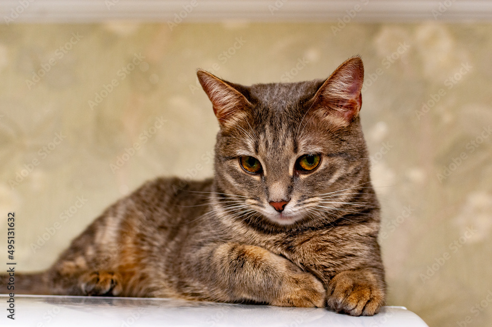 A gray striped kitty poses for the camera!