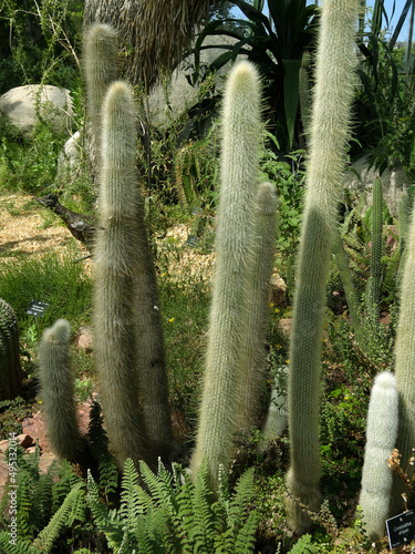 Cleistocactus strausii (known also as silver torch or wooly torch) cacti on a cactus garden.  photo