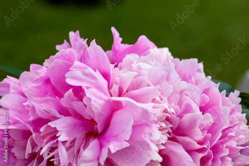 beautiful peony flowers during flowering