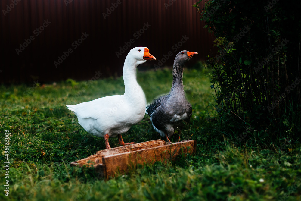 White and grey geese on the farm White and grey geese on the farm