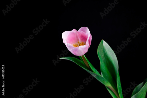 One pink tulip on black background. Beautiful blossom tulip, minimal concept for spring holiday. © Natia