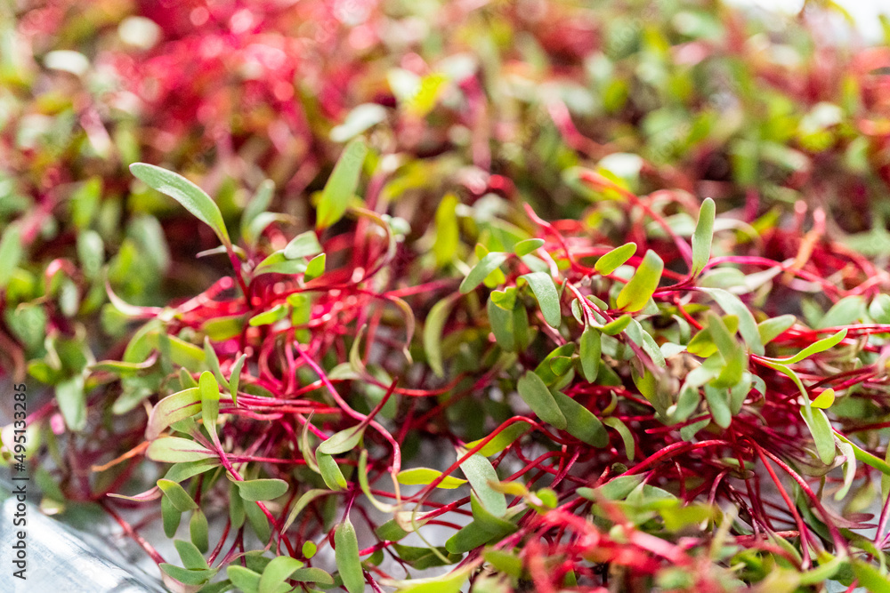 Radish microgreens