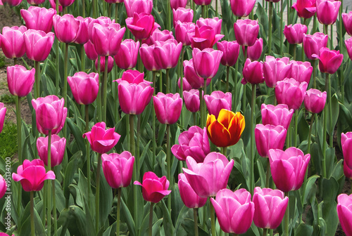 Field with pink tulips and one red flower with yellow edges of petals, beautiful natural background