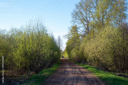 road in the forest