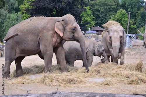 group of elephants family walking, Elephants in zoological garden