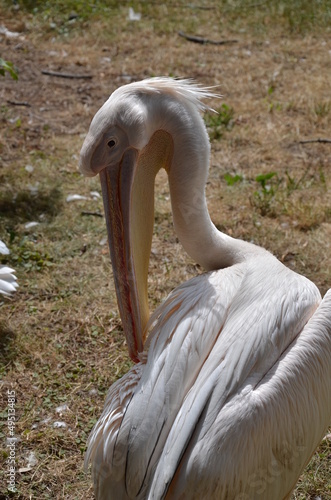 Portrait of Great White Pelican, Head of Pelican close-up, side view.