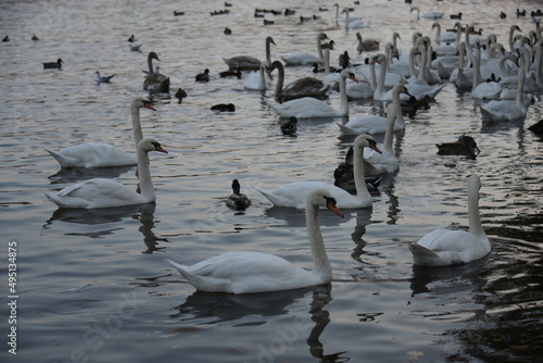 The swans on the Prague's Vltava River near the Charles bridge .