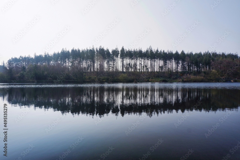 Fototapeta premium reflection in the water