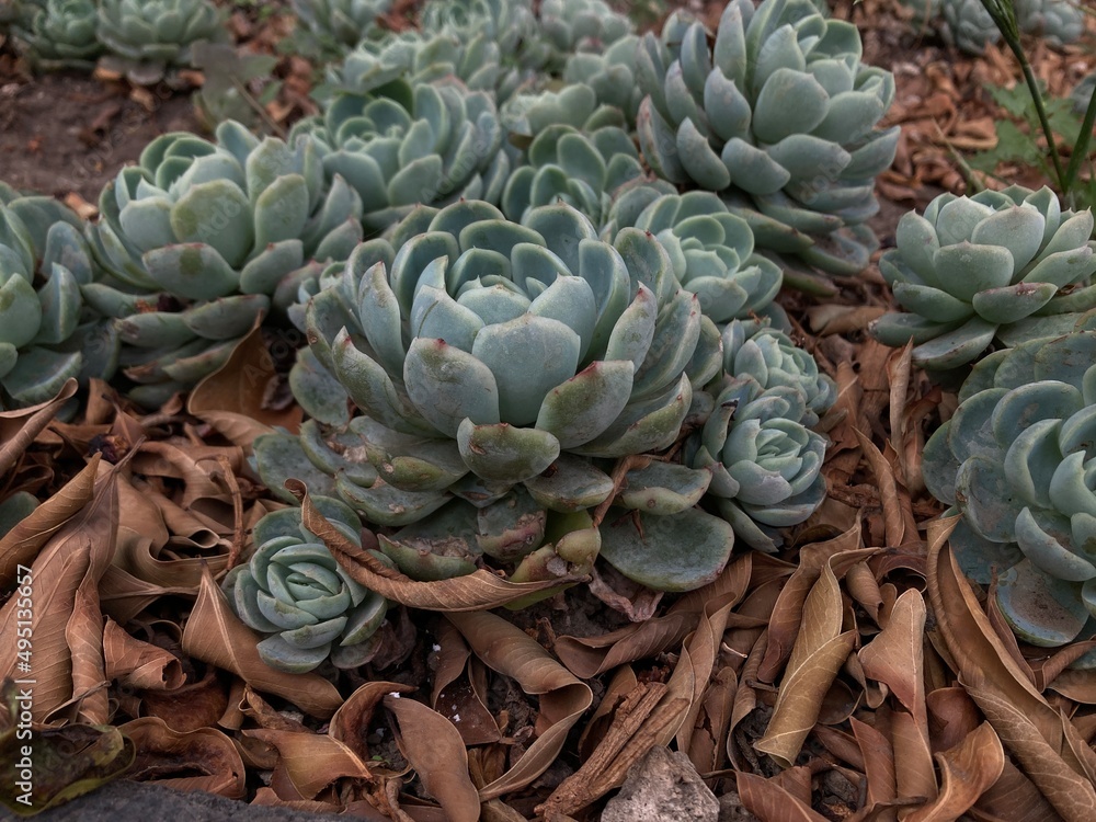 Fototapeta premium cactus in the garden