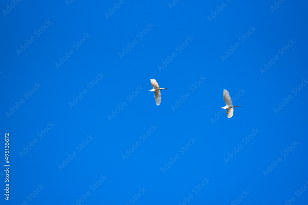 Two storks flying in blue sky, photo birdwatching Two storks flying in blue sky, photo birdwatching