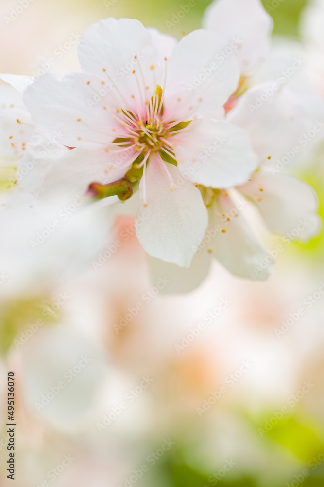 Spring Cherry blossoms on a blurred background. Cherry blossom petals close-up