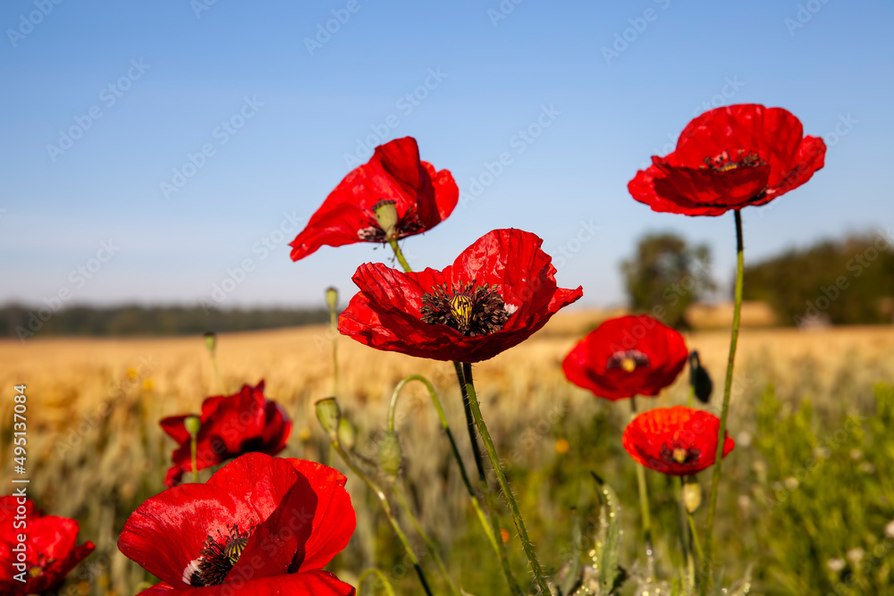 Obraz premium a red poppy flower in the spring season