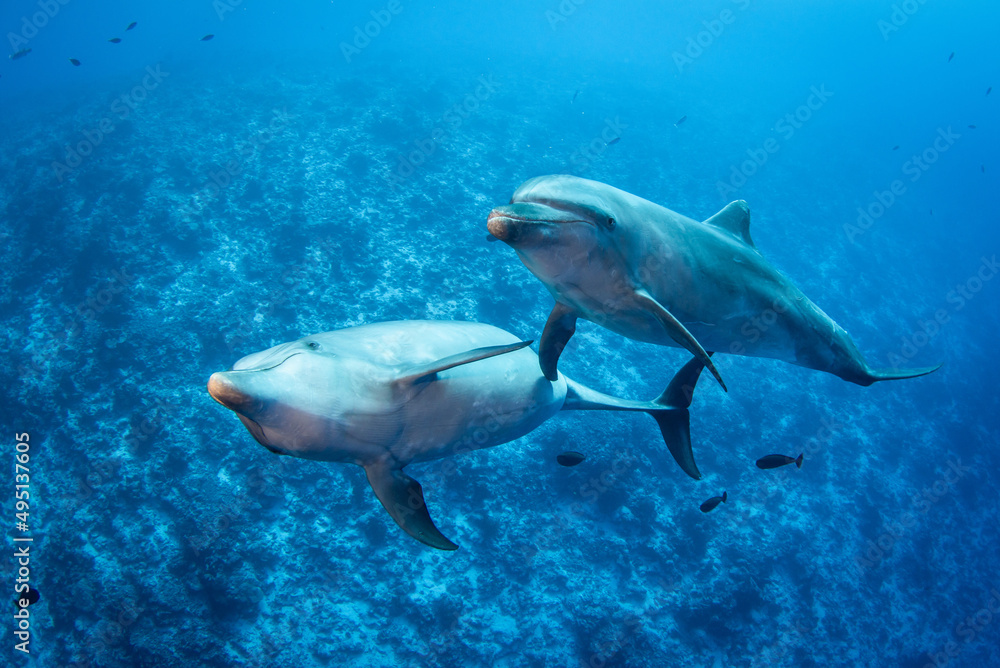 Fototapeta premium Dolphin in the blue