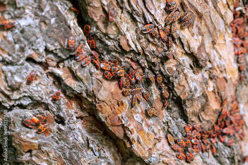 Large colony of red beetles on pine bark
