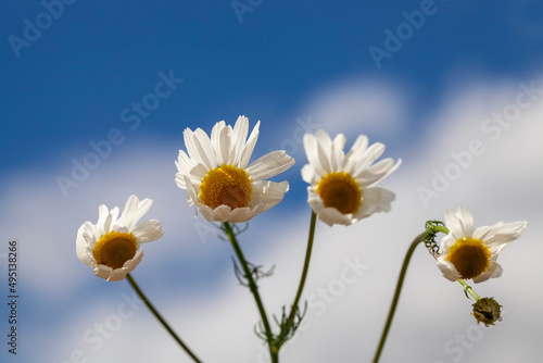 old fading chamomile flowers in summer or spring