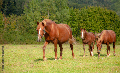 Beautiful mares and a foal go to the pasture on a sunny day.