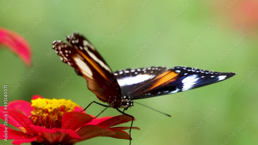 Colorful butterfly combination of black, brown and white looking for honey on red zinnia flower, blurred green leaves background Colorful butterfly combination of black, brown and white looking for honey on red zinnia flower, blurred green leaves background