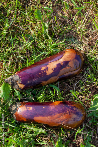 old rotten eggplant lying on the grass near the trash