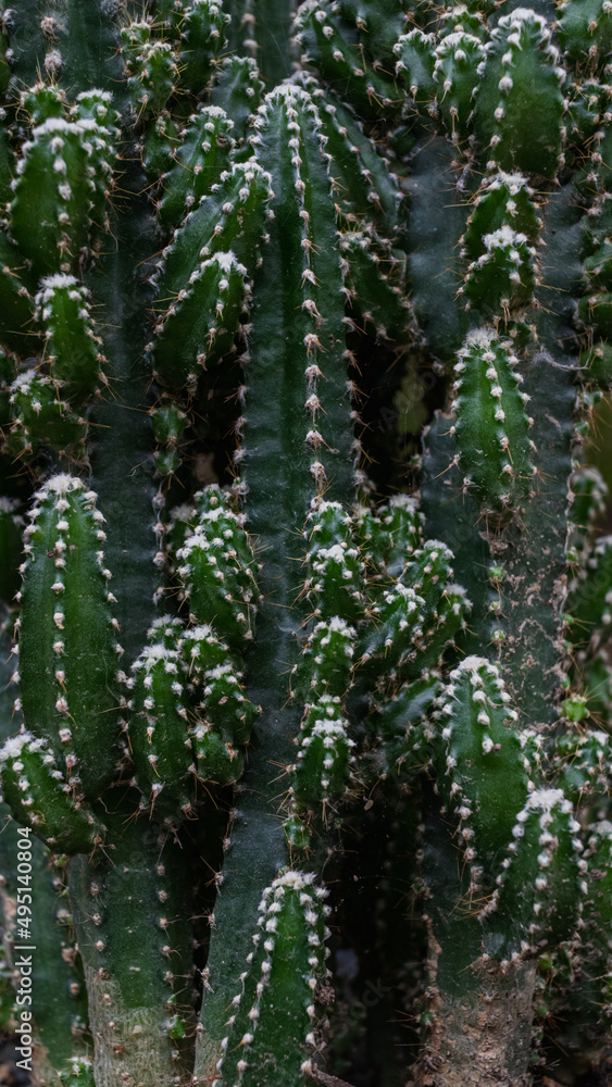 Dark Background Cactus a succulent plant that is popular as an ornamental plant because cactus is drought tolerant. and can be easily grown in tropical areas. background with Copy Space for text. Dark Background Cactus a succulent plant that is popular as an ornamental plant because cactus is drought tolerant. and can be easily grown in tropical areas. background with Copy Space for text.