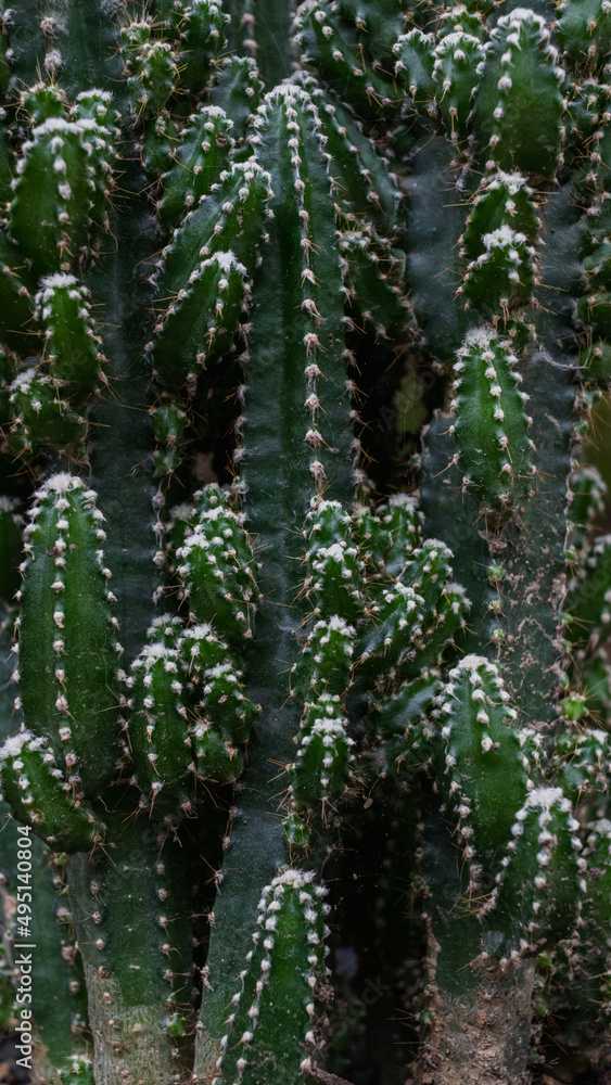 Dark Background Cactus a succulent plant that is popular as an ornamental plant because cactus is drought tolerant. and can be easily grown in tropical areas. background with Copy Space for text.