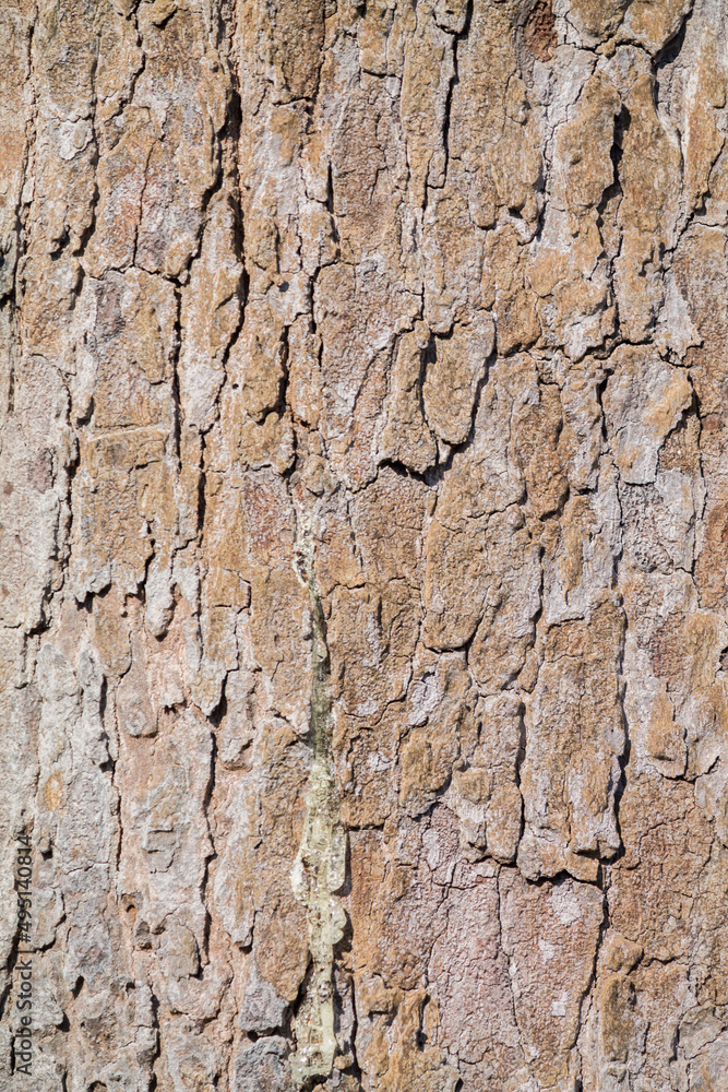 Full frame bark texture background in Top View and Copy Space for text entry. Tree bark texture background for earth day design to put text on the background. Full frame bark texture background in Top View and Copy Space for text entry. Tree bark texture background for earth day design to put text on the background.