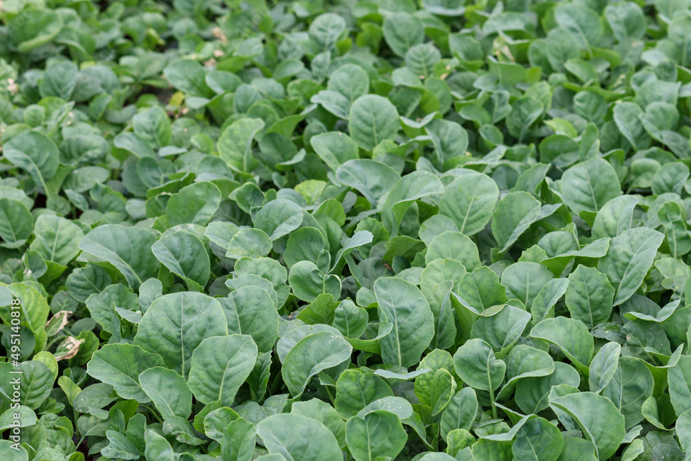 A fully grown cabbage orchard is ready to be harvested for cooking and selling at the market. Cabbage orchards that farmers take care of and maintain until they are mature and ready to harvest. A fully grown cabbage orchard is ready to be harvested for cooking and selling at the market. Cabbage orchards that farmers take care of and maintain until they are mature and ready to harvest.