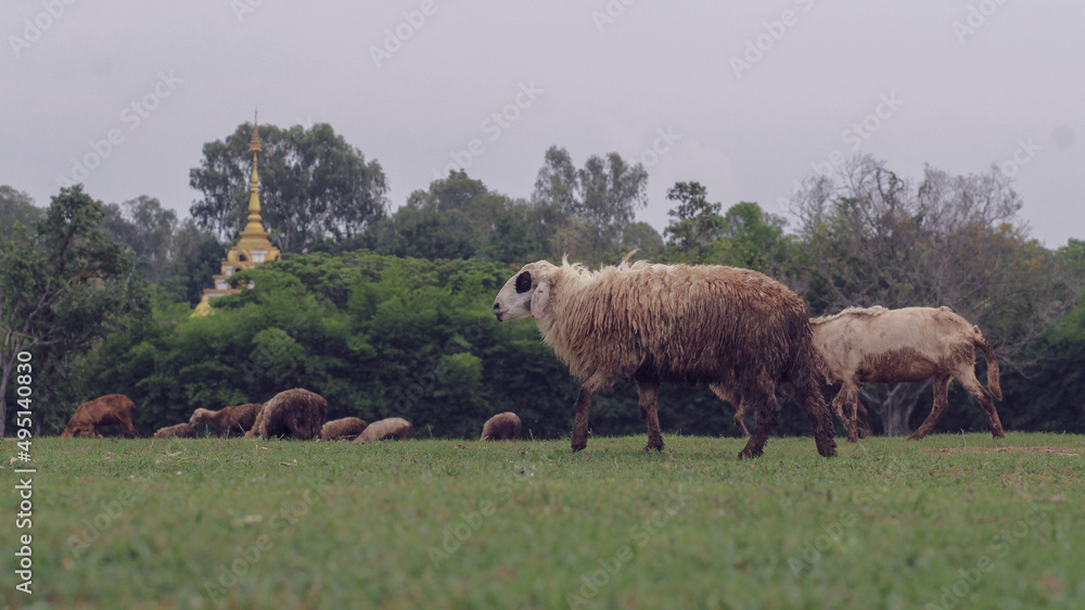 A flock of sheep is grazing in a sheep pasture where farmers let them forage in a fenced pasture for safety. A flock of sheep that can graze freely in the farmer's farm happily. A flock of sheep is grazing in a sheep pasture where farmers let them forage in a fenced pasture for safety. A flock of sheep that can graze freely in the farmer's farm happily.