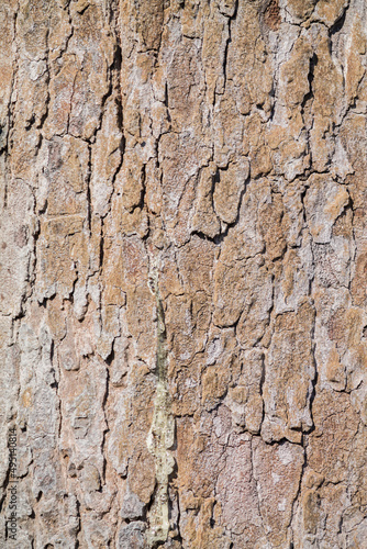 Full frame bark texture background in Top View and Copy Space for text entry. Tree bark texture background for earth day design to put text on the background.