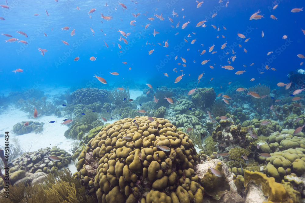 Obraz premium A school of fish swim around a yellow coral head in the bright blue Caribbean Sea off the coast of the island of Bonaire
