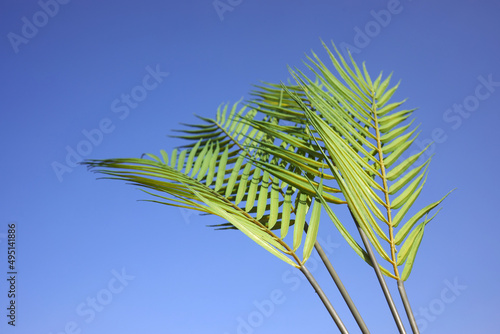 Palm sunday concept. Palm Leaf om blue sky background. Celebration entrance of Jesus into Jerusalem. photo