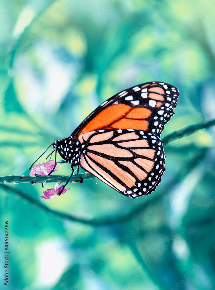 Naklejka premium Macro shots, Beautiful nature scene. Closeup beautiful butterfly sitting on the flower in a summer garden.