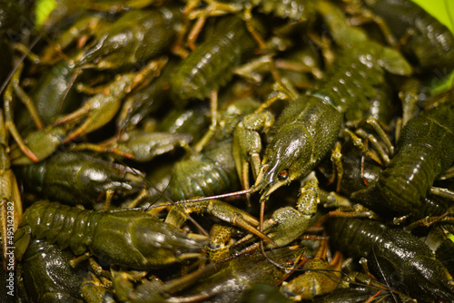 fresh green crayfish lie in a basin close-up