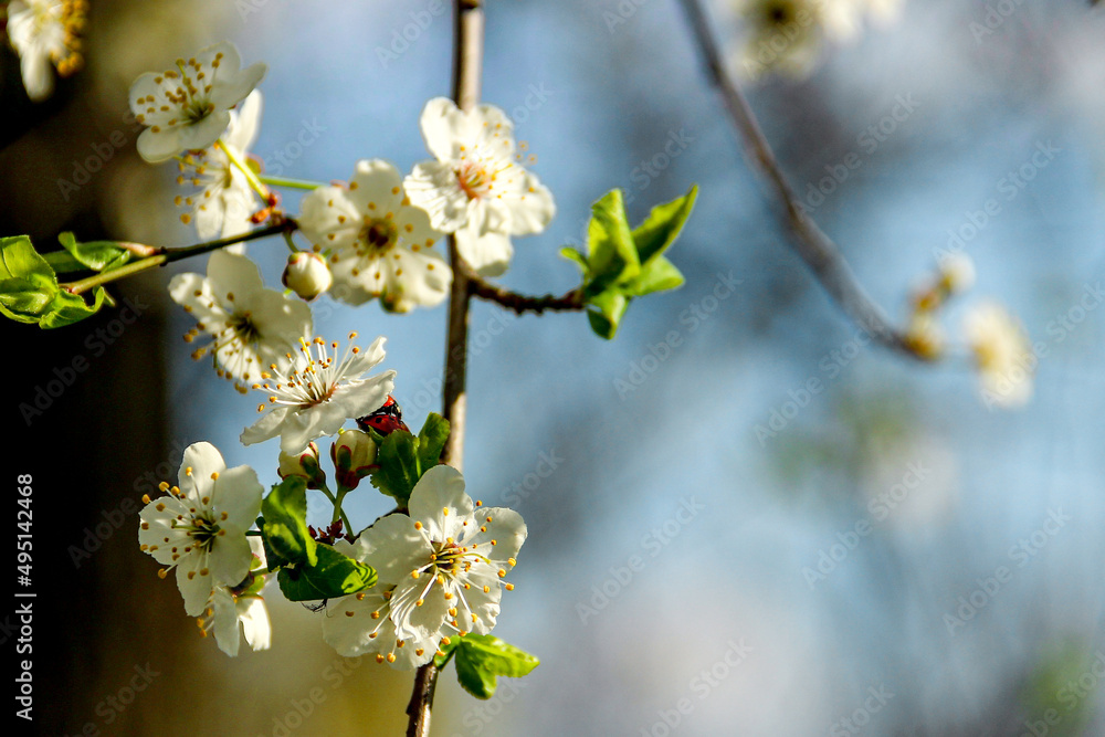 Cherry tree in blossom on a sunny day. Spring nature wallpaper Cherry tree in blossom on a sunny day. Spring nature wallpaper