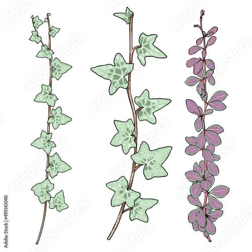 Green climbing ivy creeper branch twig, hand drawing from real plant. Ivy botanical decorative vine or floral brush. Sprig or sprout branch of city garden green ivy. Vector.