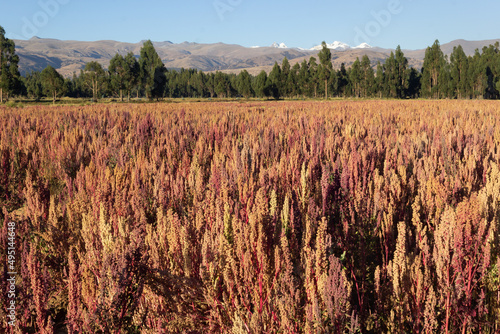 Campo de cultivo de quinua en el valle del Mantaro, nevado Huaytapallana, arboles de eucalipto photo