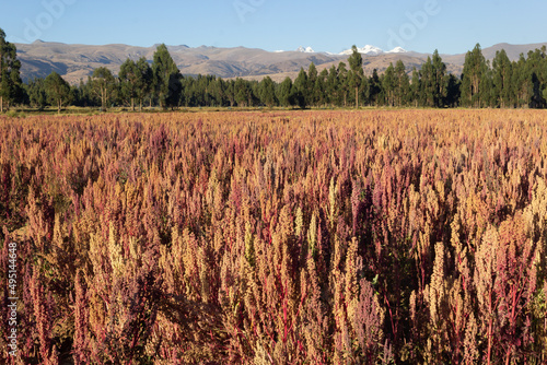 Obraz na płótnie Campo de cultivo de quinua en el valle del Mantaro, nevado Huaytapallana, arbole